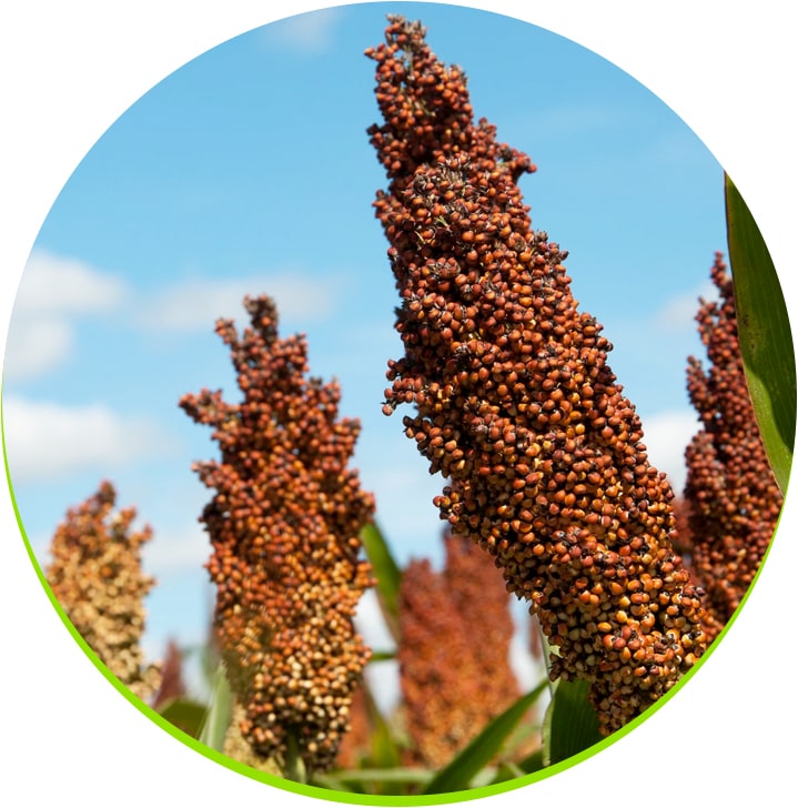 Sorgo